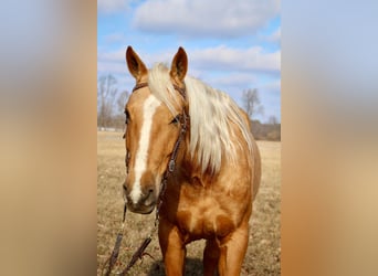 American Quarter Horse, Gelding, 7 years, 16 hh, Palomino