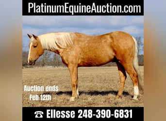 American Quarter Horse, Gelding, 7 years, 16 hh, Palomino