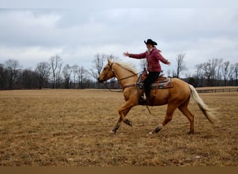 American Quarter Horse, Gelding, 7 years, 16 hh, Palomino