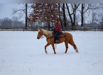 American Quarter Horse, Gelding, 7 years, 16 hh, Palomino