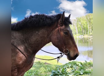 American Quarter Horse, Gelding, 7 years, 16 hh, Roan-Bay