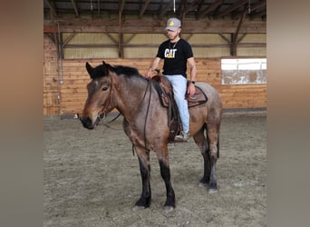 American Quarter Horse, Gelding, 7 years, 16 hh, Roan-Bay