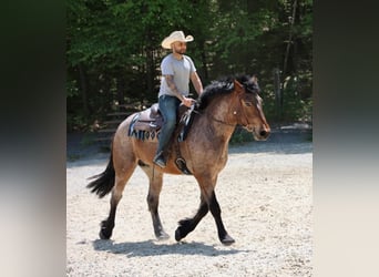 American Quarter Horse, Gelding, 7 years, 16 hh, Roan-Bay