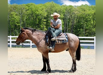 American Quarter Horse, Gelding, 7 years, 16 hh, Roan-Bay