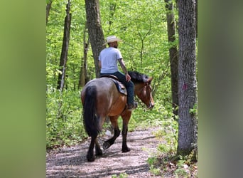 American Quarter Horse, Gelding, 7 years, 16 hh, Roan-Bay