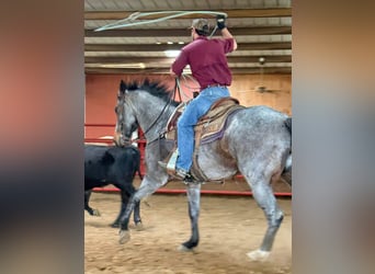 American Quarter Horse, Gelding, 7 years, 16 hh, Roan-Bay