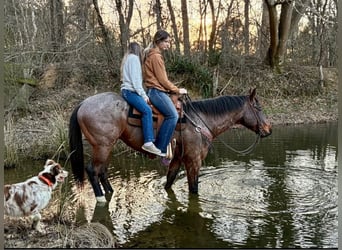 American Quarter Horse, Gelding, 7 years, 16 hh, Roan-Bay