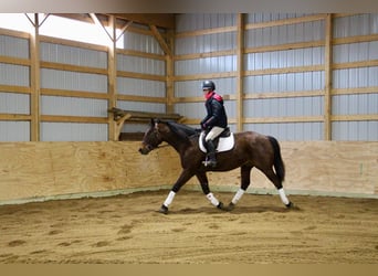 American Quarter Horse, Gelding, 7 years, 16 hh, Roan-Bay