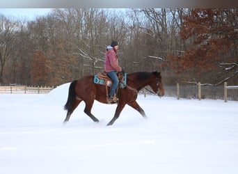 American Quarter Horse, Gelding, 7 years, 16 hh, Roan-Bay