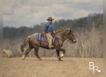 American Quarter Horse, Gelding, 7 years, 16 hh, Roan-Red