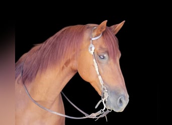 American Quarter Horse, Gelding, 7 years, 16 hh, Sorrel