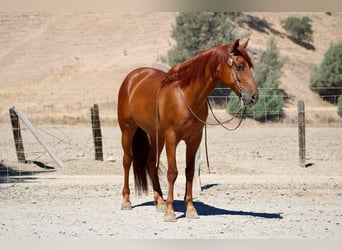American Quarter Horse, Gelding, 7 years, 16 hh, Sorrel