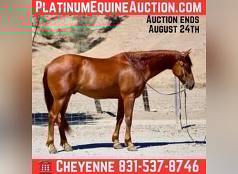 American Quarter Horse, Gelding, 7 years, 16 hh, Sorrel