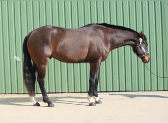 American Quarter Horse, Gelding, 7 years, 16,1 hh, Brown