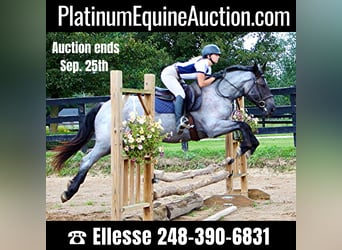 American Quarter Horse, Gelding, 7 years, 16,2 hh, Roan-Blue