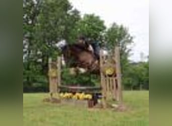 American Quarter Horse, Gelding, 7 years, 17 hh, Bay