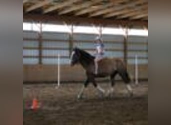 American Quarter Horse, Gelding, 7 years, 17 hh, Bay