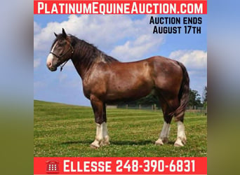 American Quarter Horse, Gelding, 7 years, 17 hh, Bay