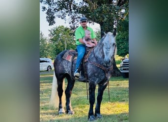 American Quarter Horse, Gelding, 7 years, 17 hh, Gray-Dapple