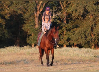 American Quarter Horse Mix, Gelding, 7 years, Bay