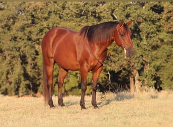 American Quarter Horse Mix, Gelding, 7 years, Bay