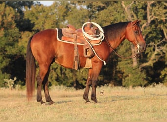 American Quarter Horse Mix, Gelding, 7 years, Bay