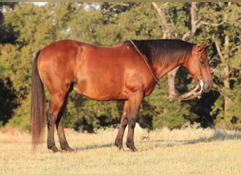 American Quarter Horse Mix, Gelding, 7 years, Bay