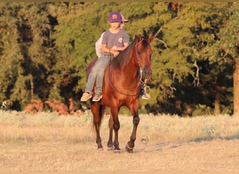 American Quarter Horse Mix, Gelding, 7 years, Bay