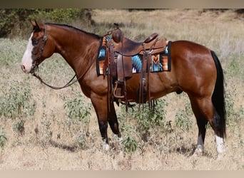 American Quarter Horse, Gelding, 7 years, Bay