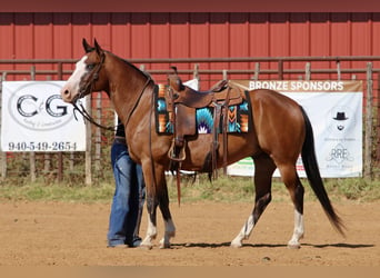 American Quarter Horse, Gelding, 7 years, Bay