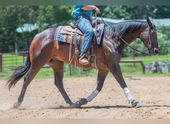 American Quarter Horse, Gelding, 7 years, Bay