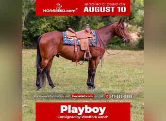 American Quarter Horse, Gelding, 7 years, Bay
