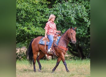 American Quarter Horse, Gelding, 7 years, Bay