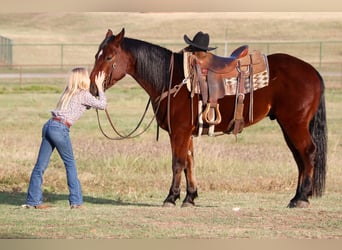 American Quarter Horse, Gelding, 7 years, Bay