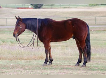 American Quarter Horse, Gelding, 7 years, Bay