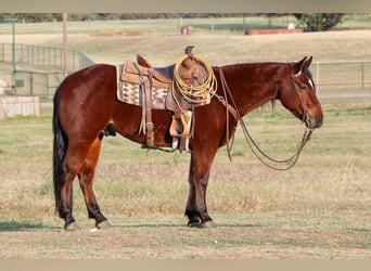 American Quarter Horse, Gelding, 7 years, Bay