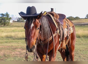 American Quarter Horse, Gelding, 7 years, Bay