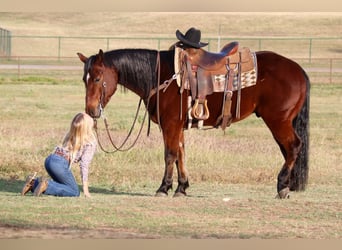 American Quarter Horse, Gelding, 7 years, Bay