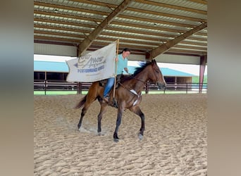 American Quarter Horse, Gelding, 7 years, Bay