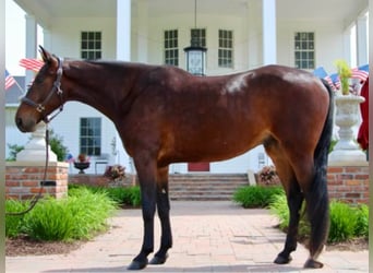 American Quarter Horse, Gelding, 7 years, Bay