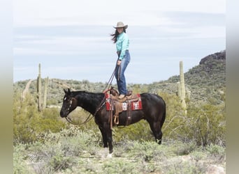 American Quarter Horse, Gelding, 7 years, Black