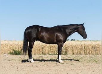 American Quarter Horse, Gelding, 7 years, Black