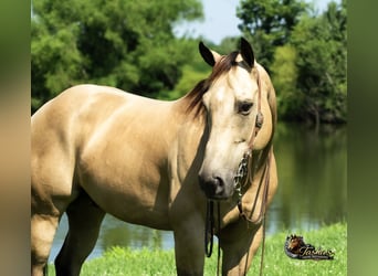 American Quarter Horse, Gelding, 7 years, Buckskin
