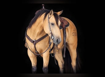 American Quarter Horse, Gelding, 7 years, Buckskin