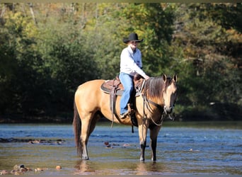 American Quarter Horse, Gelding, 7 years, Buckskin