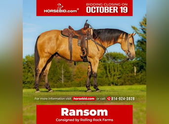 American Quarter Horse, Gelding, 7 years, Buckskin