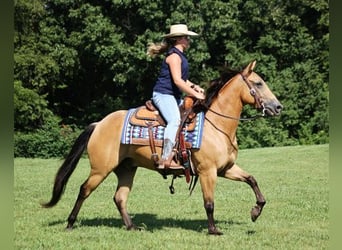 American Quarter Horse, Gelding, 7 years, Buckskin