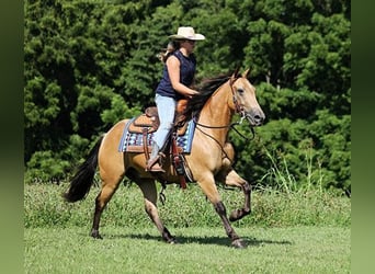 American Quarter Horse, Gelding, 7 years, Buckskin