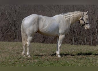 American Quarter Horse, Gelding, 7 years, Champagne