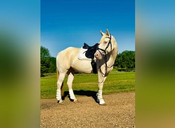 American Quarter Horse, Gelding, 7 years, Champagne